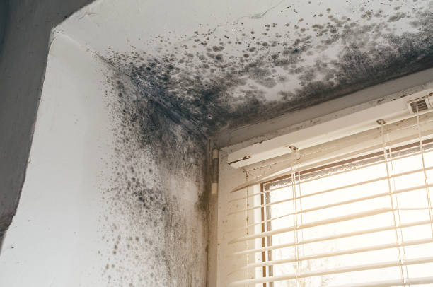 Affordable Commercial Mold Remediation solutions in Portland, MI