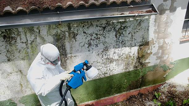 Top rated local Commercial Mold Remediation specialists in Portland, MI